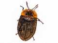 Oiceoptoma thoracicum